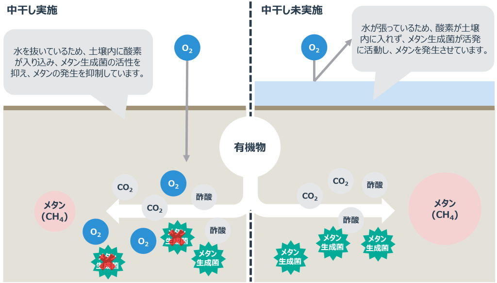 中干し期間の延長とメタン発生抑制の関係性
